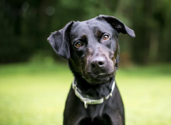 Understanding your dog’s body language