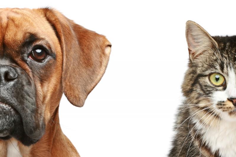cat and dog