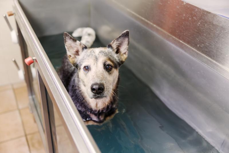 dog-in-a-hydrotherapy-tank