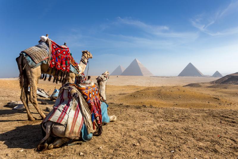 camels-overlooking-the-pyramids-at-giza