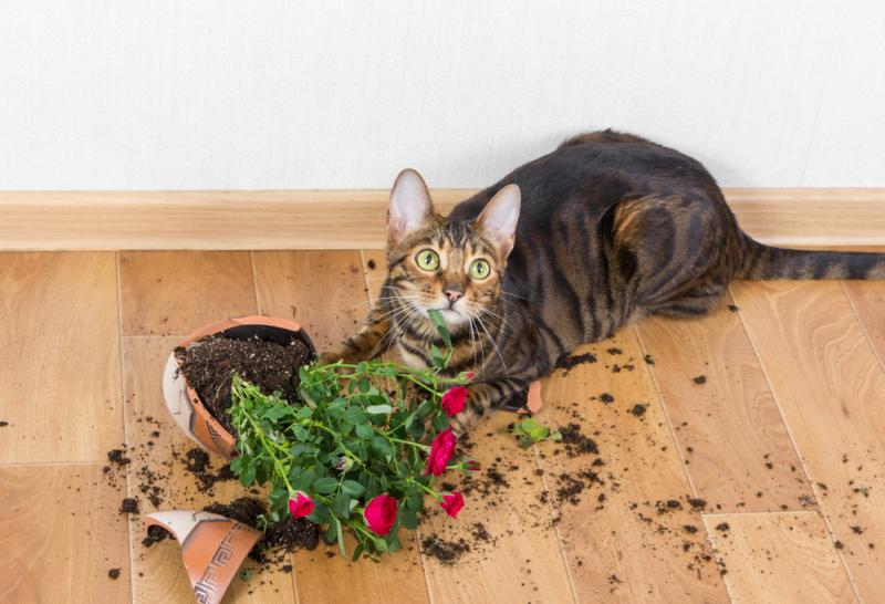 cat-next-to-broken-flower-pot