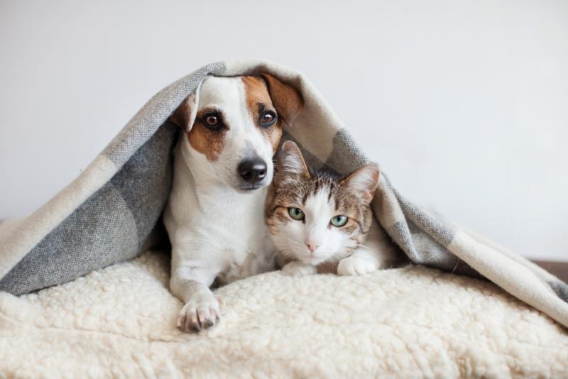 dog-and-cat-under-a-blanket