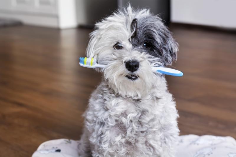 dog-holding-a-toothbrush-in-its-mouth