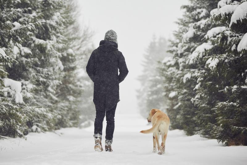 man-walking-labrador-retriever-in-the-snow