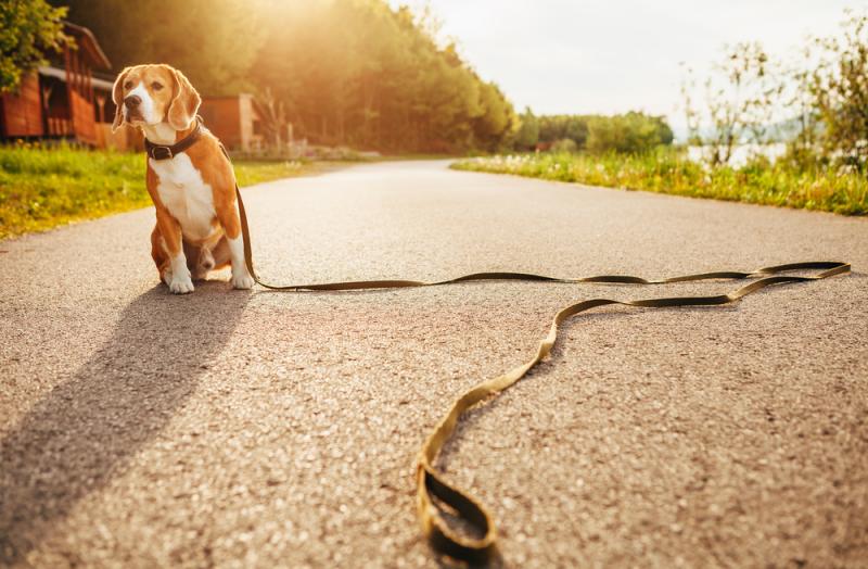 Lost-beagle-dog-sits-alone-on-the-road