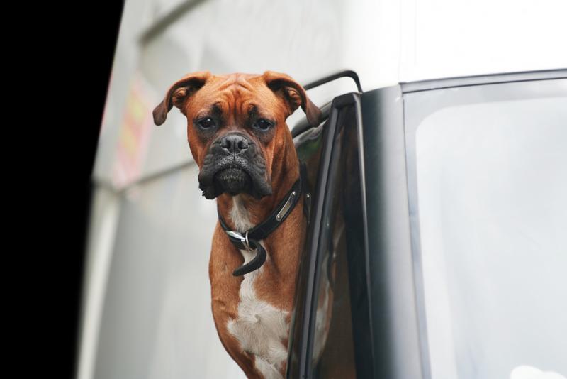 boxer-sticking-its-head-out-of-a-white-van-window