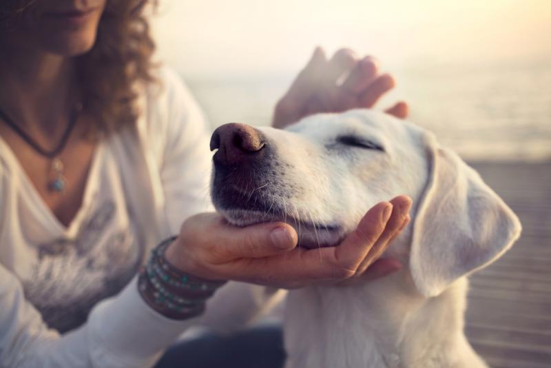 owner-stroking-her-dogs-head