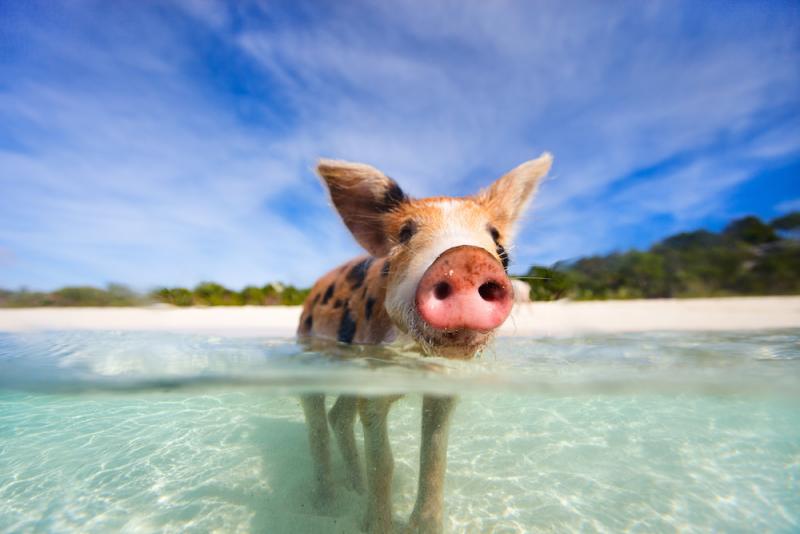 pig-beach-bahamas