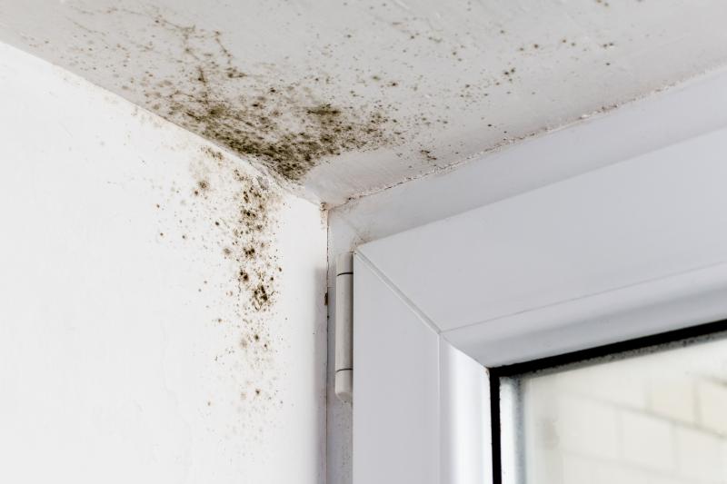 mould-near-a-window-frame