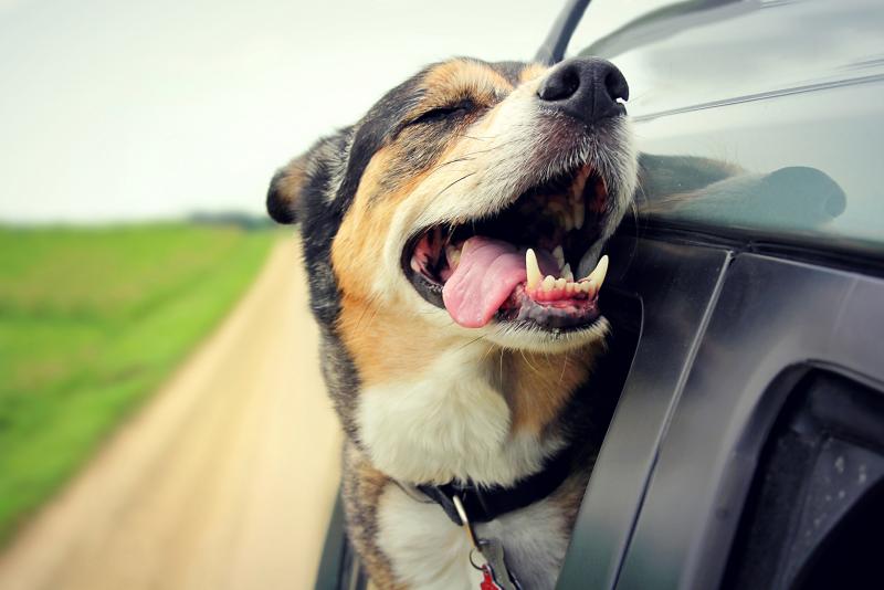 Hot car safety