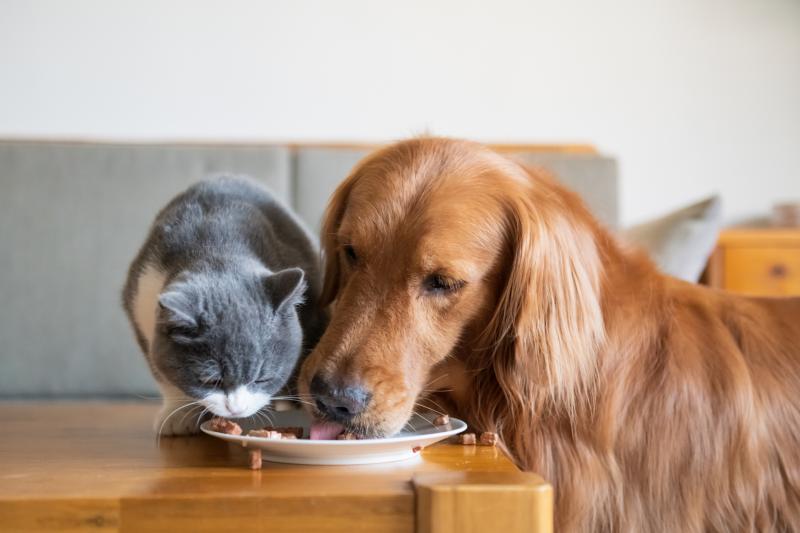 cat & dog