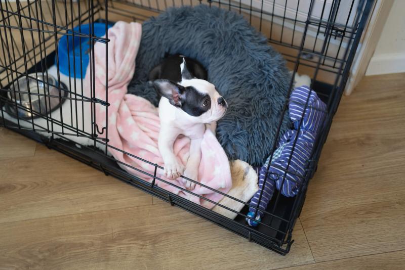 Boston Terrier puppy in a crate