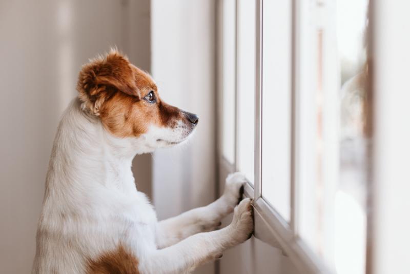 dog looking out of window waiting for owner