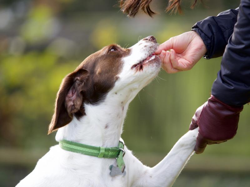 dog getting a treat