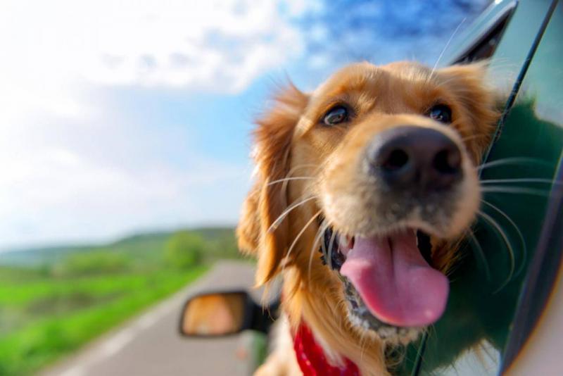 golden-retriever-looking-out-of-car-window