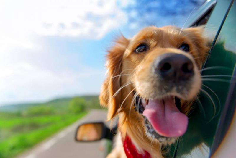 Summer pet care