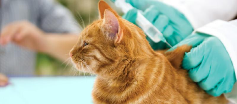 a-ginger-cat-getting-vaccinated