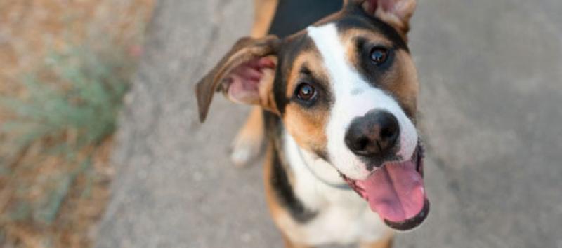 young-mongrel-dog-looking-up-at-the-camera