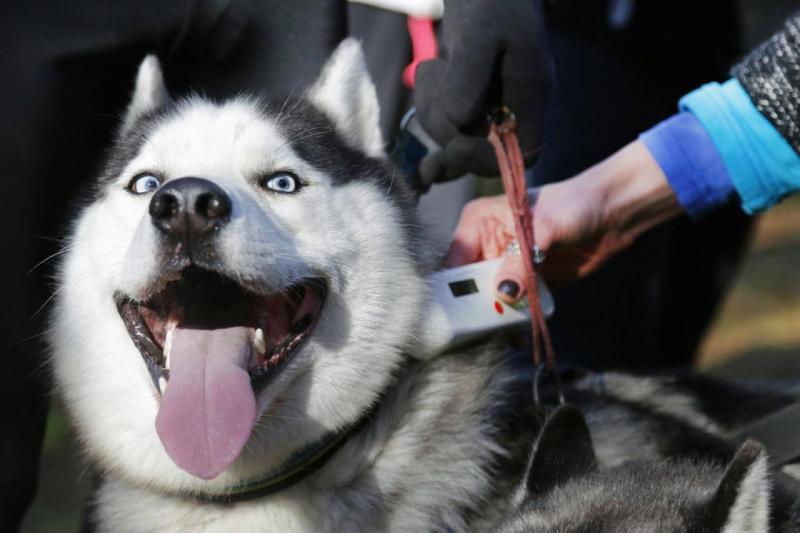 husky-getting-its-micro-chip-scanned