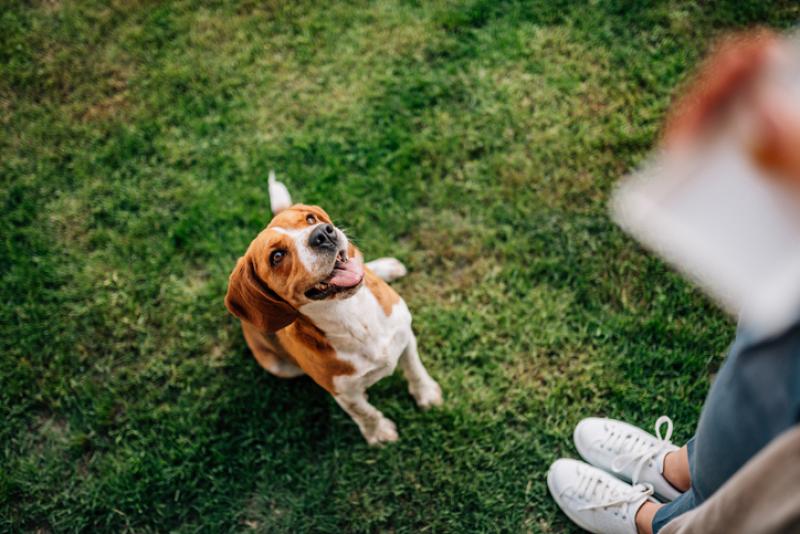 Clicker training dogs