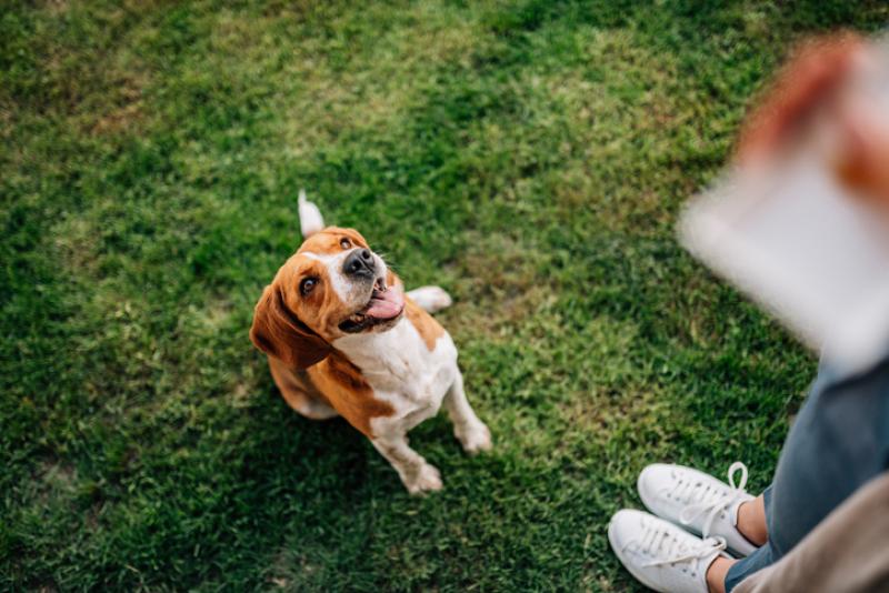 dog-sitting-in-front-of-woman