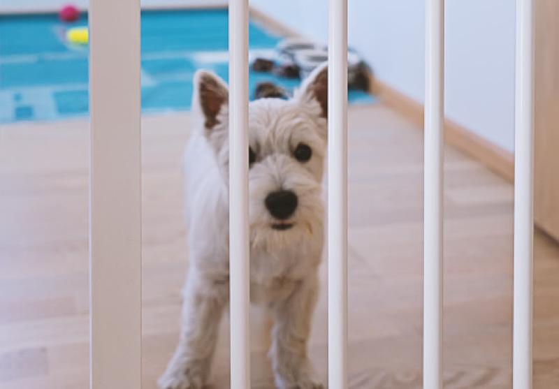 Dog-proofing your home