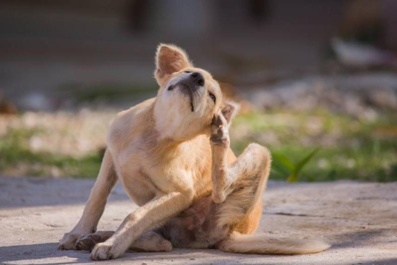 Image of a dog itching.