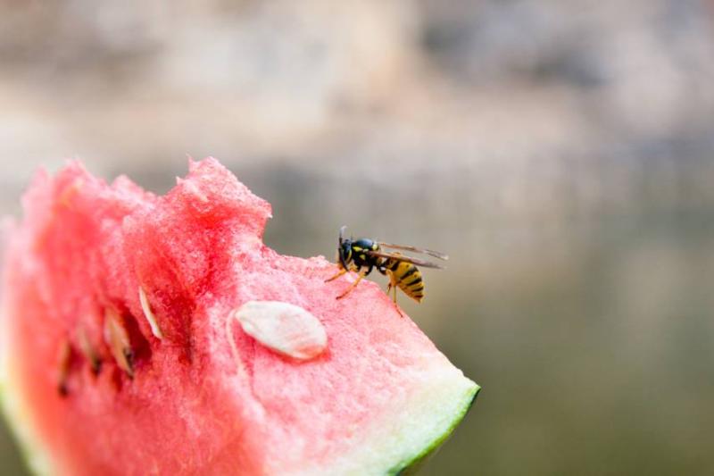 Image of a wasp on a slice of watermelon fruit.