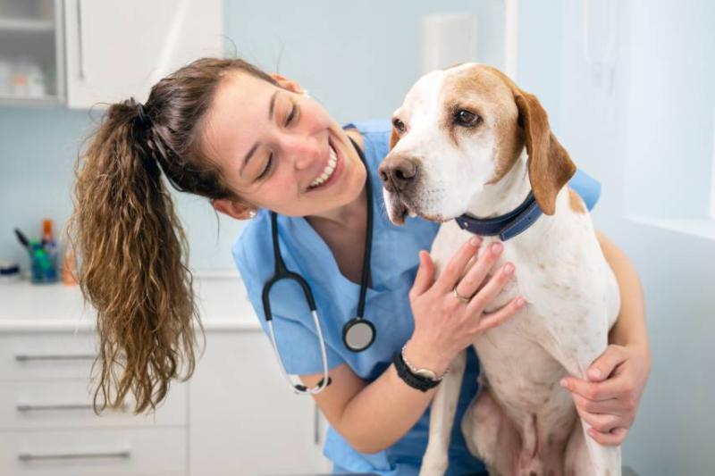 Image of a vet with a dog.