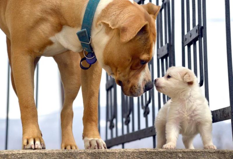 Image of an older dog with a puppy.