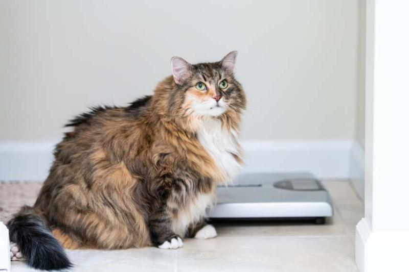 Photo of an overweight cat