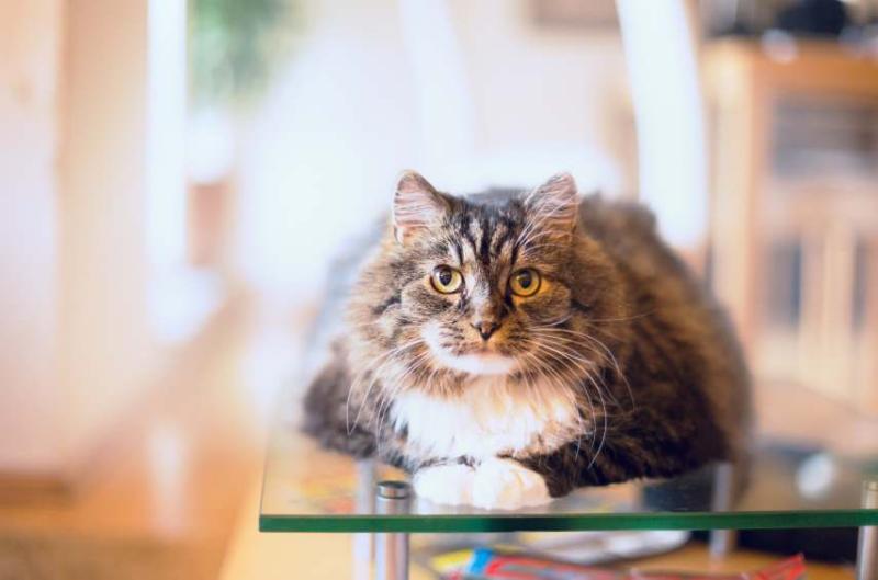 older cat sitting on a table