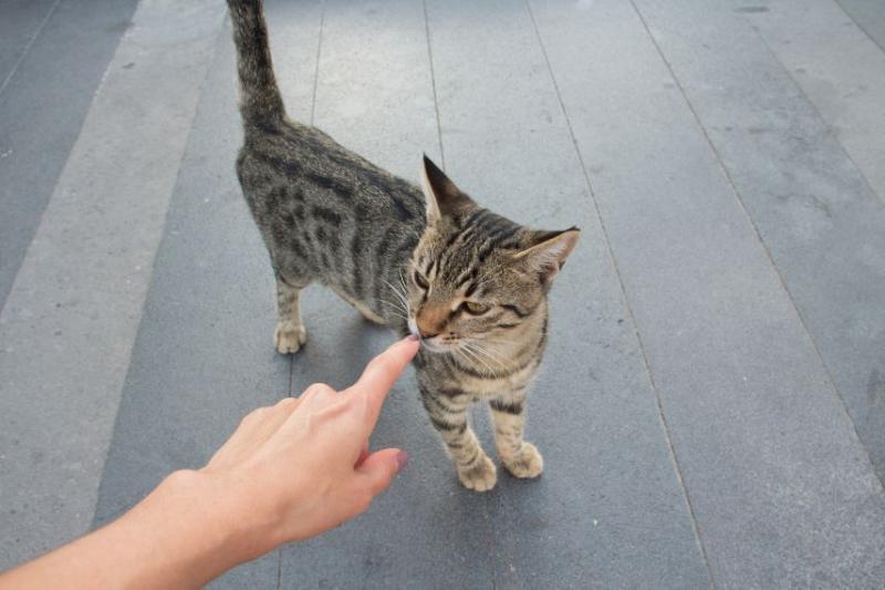 A hand reaching out to a cat on the street.
