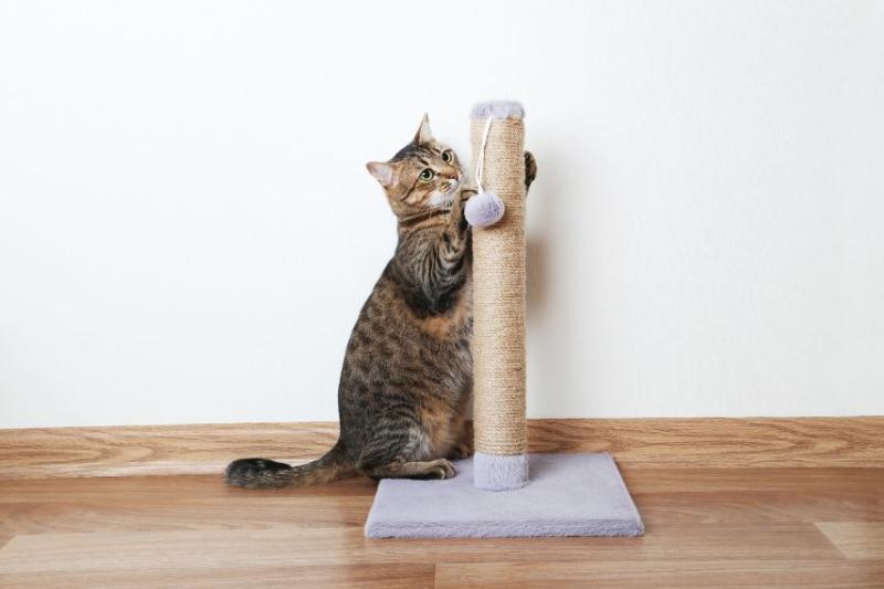 A cat scratching a scratching post.