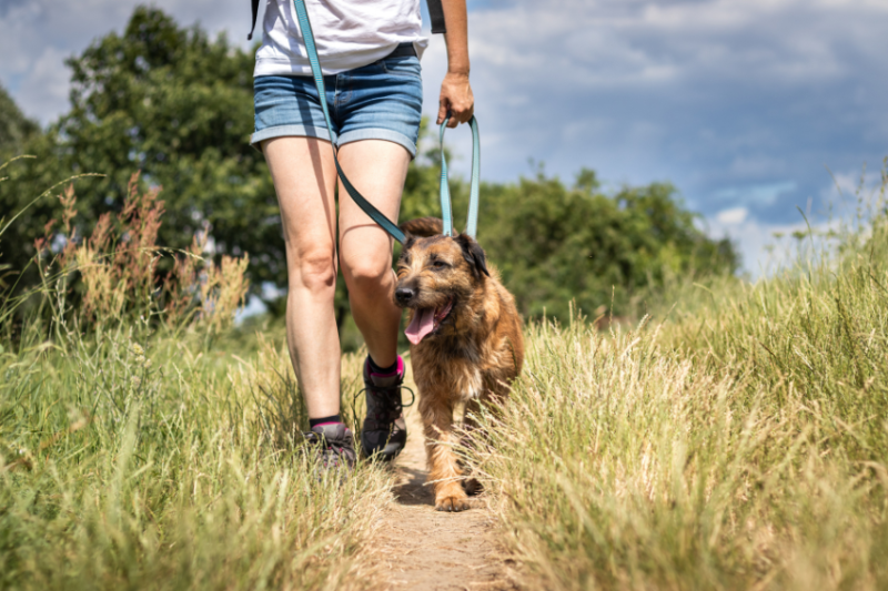 Dog walker outside green open spaces