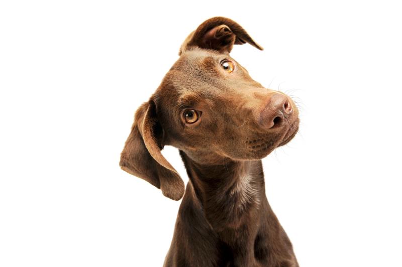 Portrait of an adorabale inquisitive mixed breed puppy