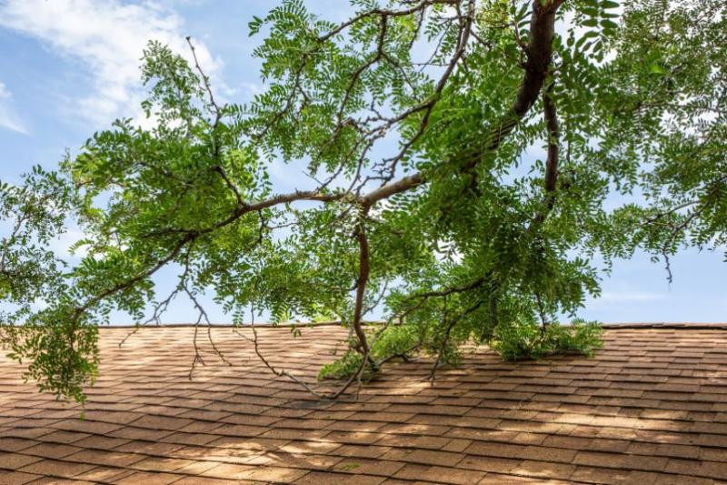Tree and roof
