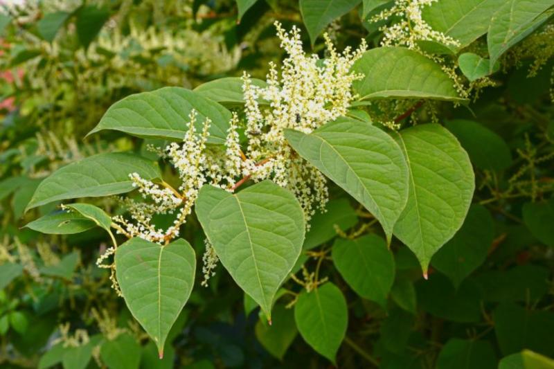 Japanese Knotweed bush