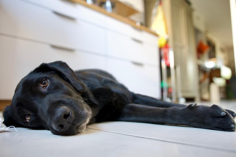 black labrador retriever dog exhausted by the heat lying on the white tile of a kitchen in summer