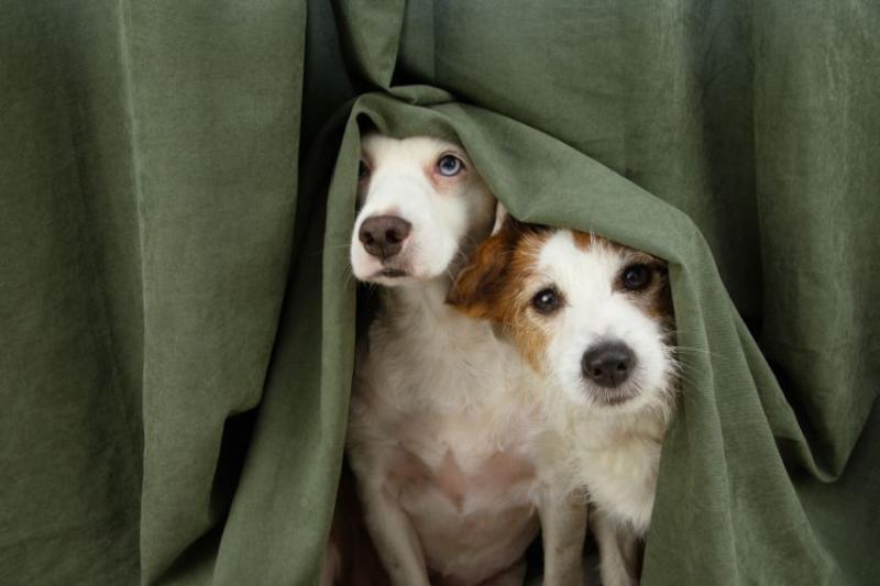 Two scared dogs hiding below a green curtain 