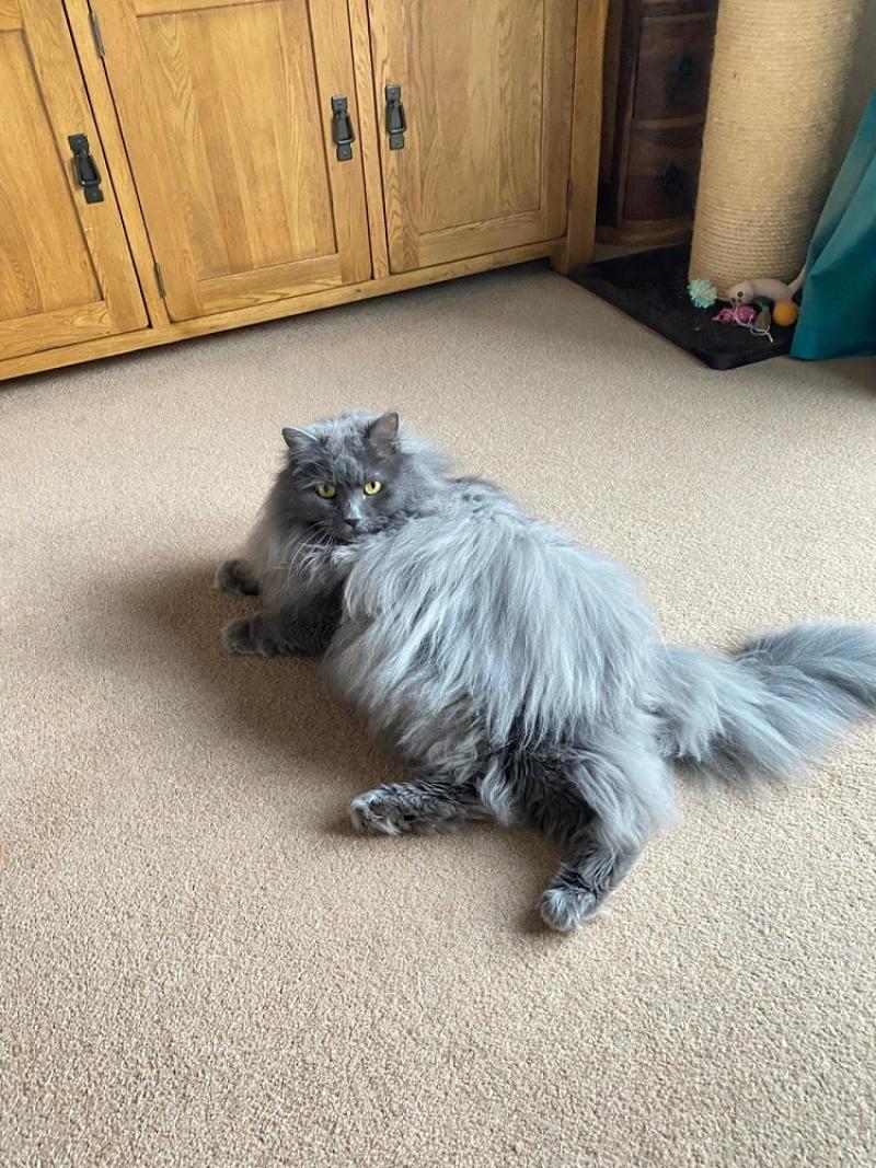 Extra large fluffy grey cat lying down on a carpet