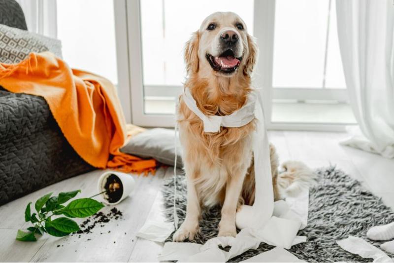 Golden retriever covered in toilet paper and by a plant that's been knocked over