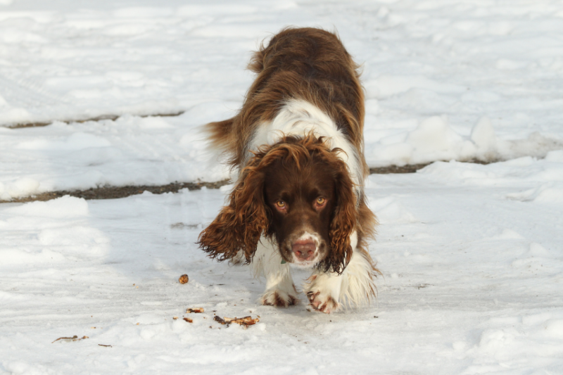 Spaniel walking across snow
