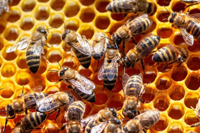 close up photo of bees nest