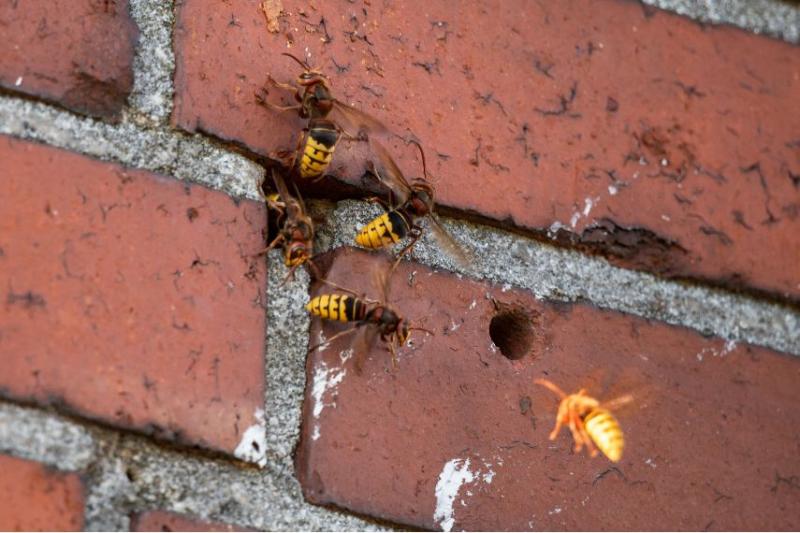Hornets entering a hole in some brickwork