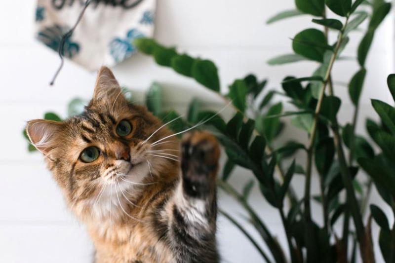 cat standing next to zz houseplant