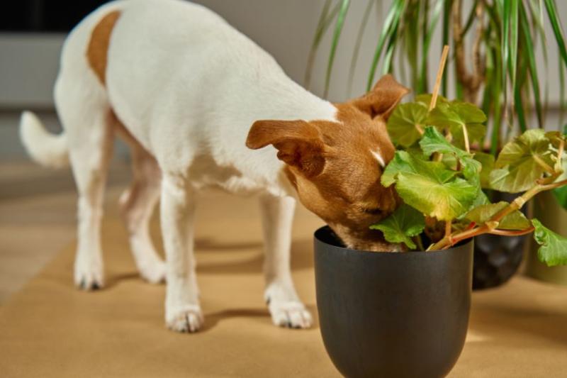 dog sniffing plant pot soil