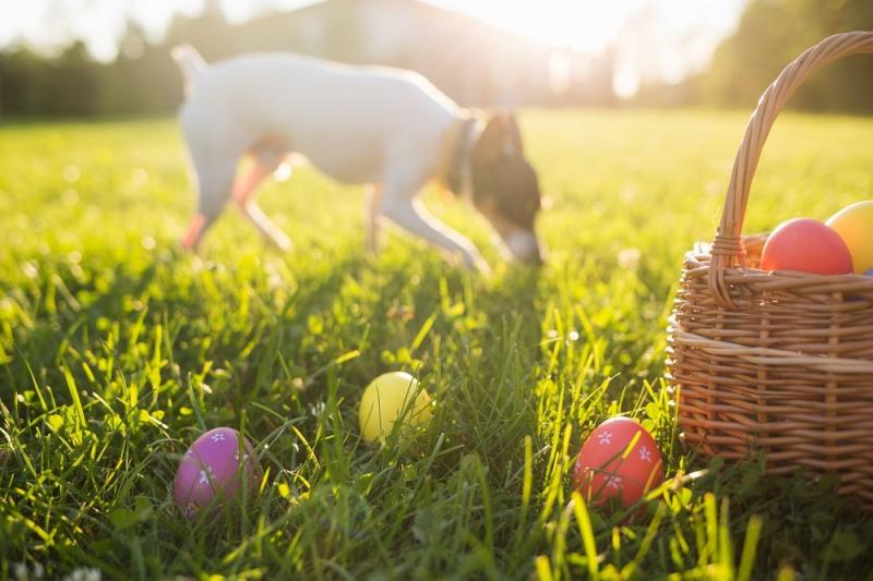 Easter eggs in a basket on the grass on a sunny Spring day close-up. Running dog in the background