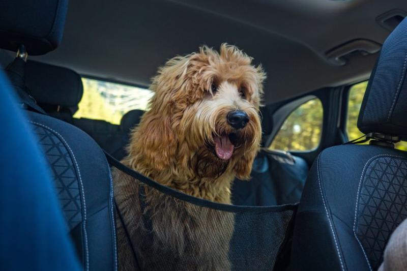 image of dog in back of car