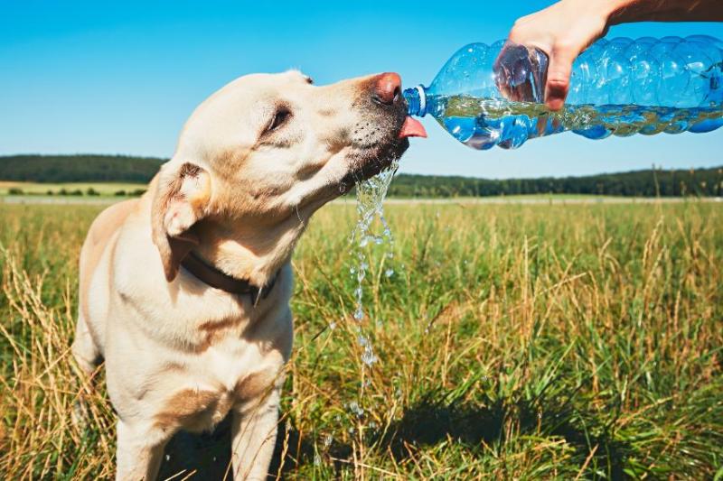 dog in field drinking from water bottle